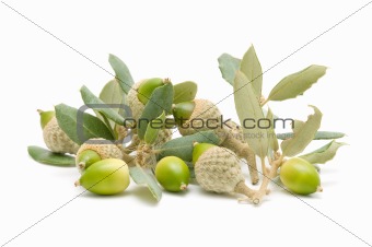 oak acorns
