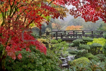 Japanese Maple Trees by the Bridge in Fall