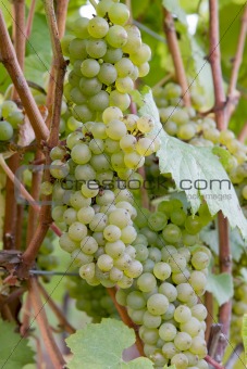 Bunches of White Wine Grapes