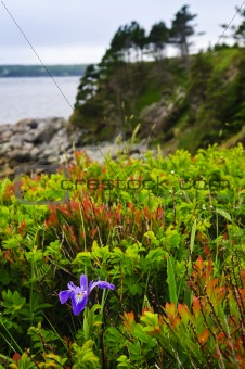 Blue flag iris flower at Atlantic coast