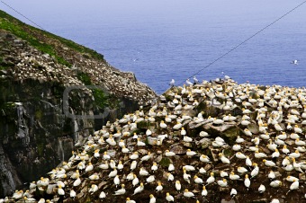 Gannets at Cape St. Mary's Ecological Bird Sanctuary