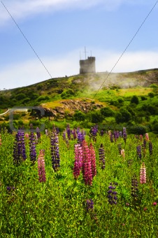 Garden lupin flowers at Signal Hill