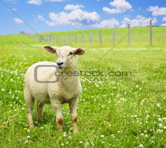 Cute young sheep