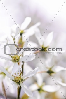 Gentle white spring flowers