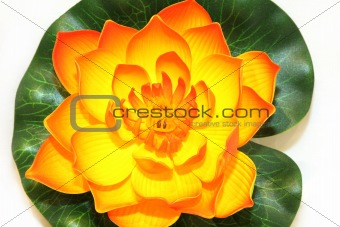 Oriental lotus