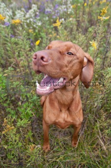 Happy Looking Vizsla Dog with Wild Flowers