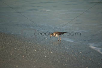 Sandpiper on a Florida Beach