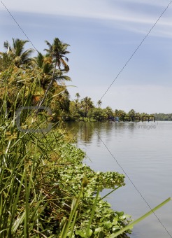 tall reed grass banks Kerala Backwater