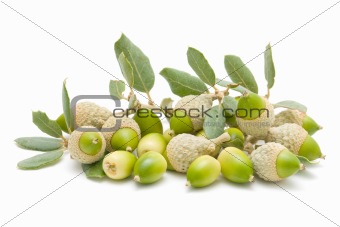 oak acorns
