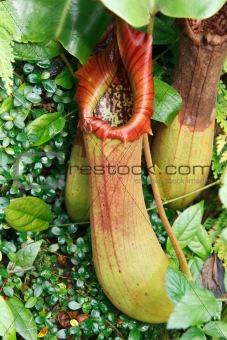 Ravenous tropical plant