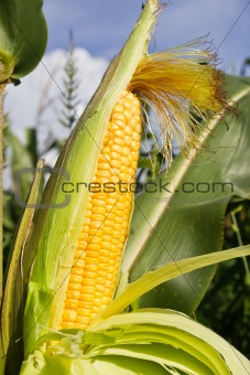 Close up corn on the stalk