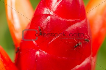 ant and heliconia button