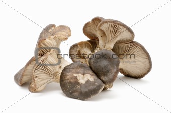seasonal mushrooms
