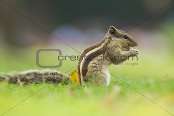 common indian squirrel with natural green background 