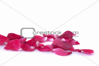 Image of roses and petals on white background. 