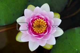 symmetrical lotus for conceptual photo 