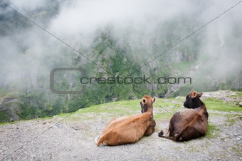 Two cows admire the scenery of foggy mountains