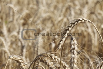 Golden wheat growing in a farm field, close up