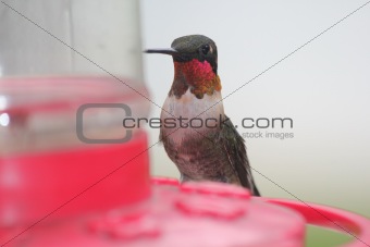 Male Ruby Throated Hummingbird Sitting At Red Feeder.