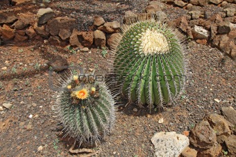 Flowering cacti in a garden