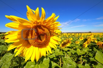 Sunflowers(1).jpg