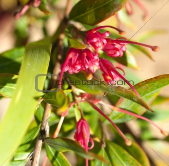 Grevillea splendour red flower of an  Australian native plant
