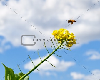 Spring with blue sky rain clouds and bee
