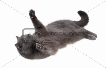 British cat is lying on his back