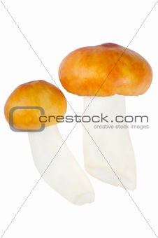Two Mushrooms. Russula