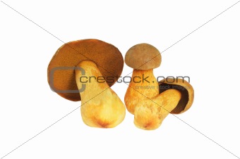 Three Mushrooms. Russula