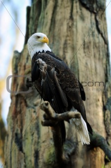 American Bald Eagle portrait