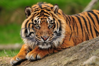 Tiger closeup