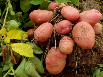 potato tubers