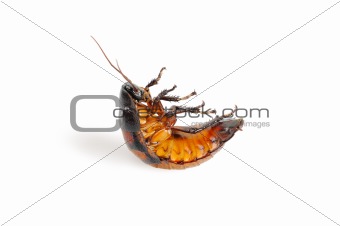 Madagascar cockroach, lying on his back