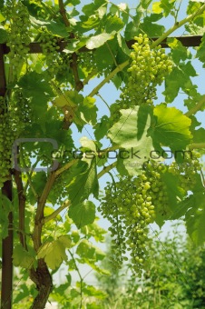 Bunch of grapes on the vine.