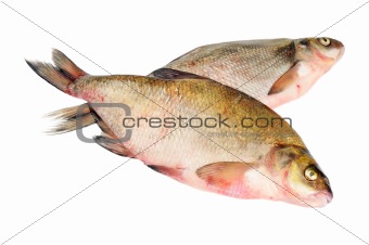 Two fresh freshwater fish