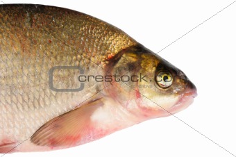 Fresh freshwater fish Bream.