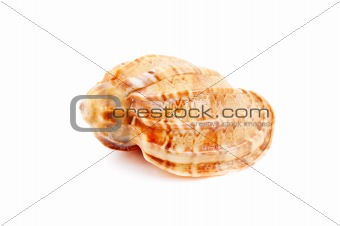Harpa Kajiyama sea shell