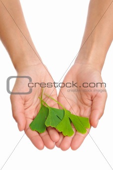 Hands of young woman holding ginkgo leaf
