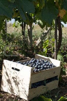 Crate of grapes in vineyards