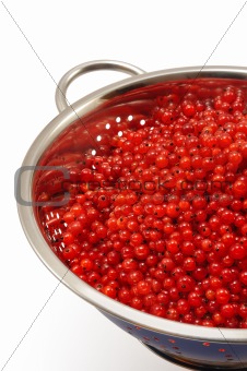 Fresh red currant berries with water drops in colander - isolated
