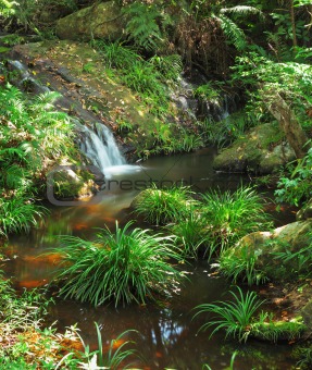 water spring in jungle