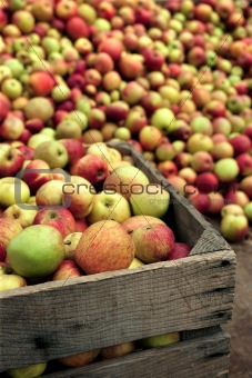 Apples for apple juice