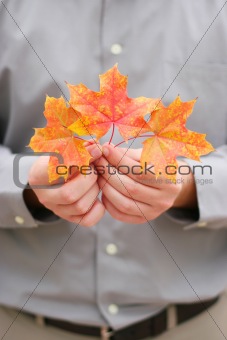 hands holding leaves