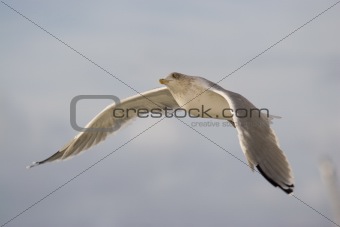 Sea gull midflight