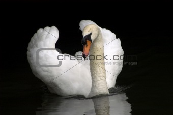 swan 