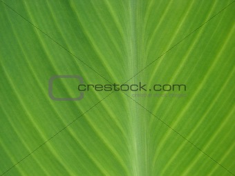 green leaf macro lines