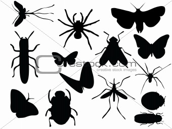 Vectors of insects