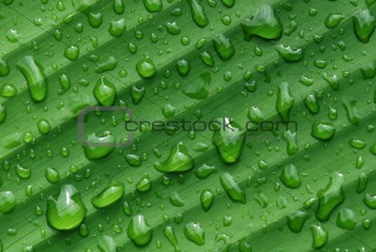 green leaf and water droplet in the gardens