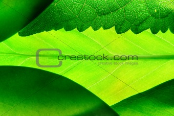 green leafs